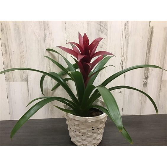 SP24-BP-437-6Bromeliad