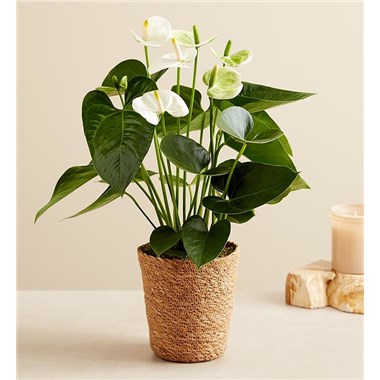 White Anthurium