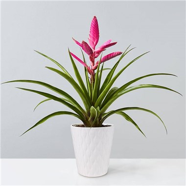 bromeliad_antonio_177078px